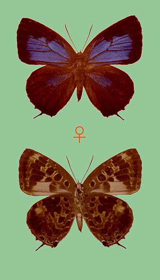 <i>Arhopala staudingeri</i> Species of butterfly