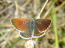 Aricia morronensis.jpg