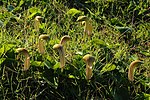 Miniatura per Ghjallina (Arisarum vulgare)