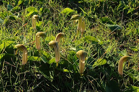 Arisarum vulgare (trebol-a).jpg