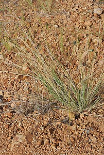 <i>Aristida chaseae</i> Species of plant