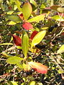 Appelbes (Aronia arbutifolia)