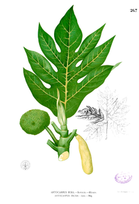 Artocarpus altilis