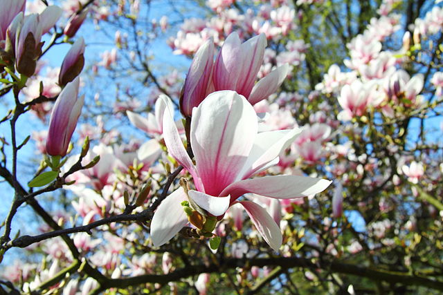 File:Aschaffenburg_-_Magnolienhain_03.JPG