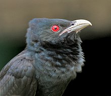 Adult male of nominate race (West Bengal, India) showing the crimson iris. Young birds have dark irides. Asian Koel (Eudynamys scolopacea)- Male close up in Kolkata I IMG 7568.jpg