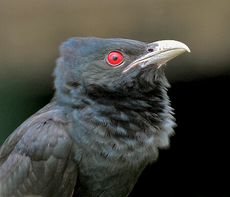 ไฟล์:Asian Koel (Eudynamys scolopacea)- Male close up in Kolkata I IMG 7568.jpg