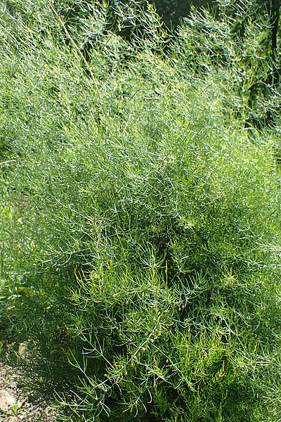 File:Asparagus dauricus kz01.jpg