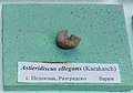 en:Astieridiscus ellegans (Karakasch) en:Barremian, Nedoklan, Razgrad Province at the en:Sofia University "St. Kliment Ohridski" Museum of Paleontology and Historical Geology