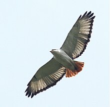 Gatamayu Forest - Kenya Augur Buzzard 2.jpg