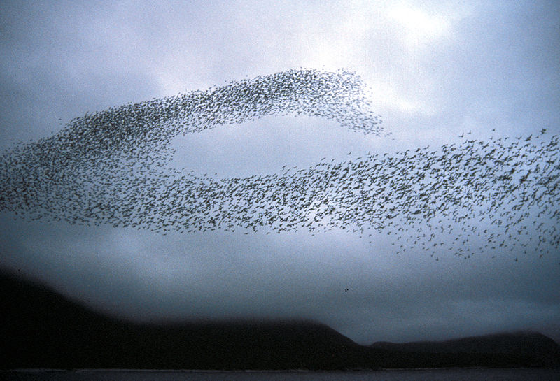 File:Auklet flock Shumagins 1986.jpg