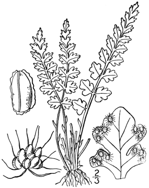 File:BB-0024 Woodsia alpina.png