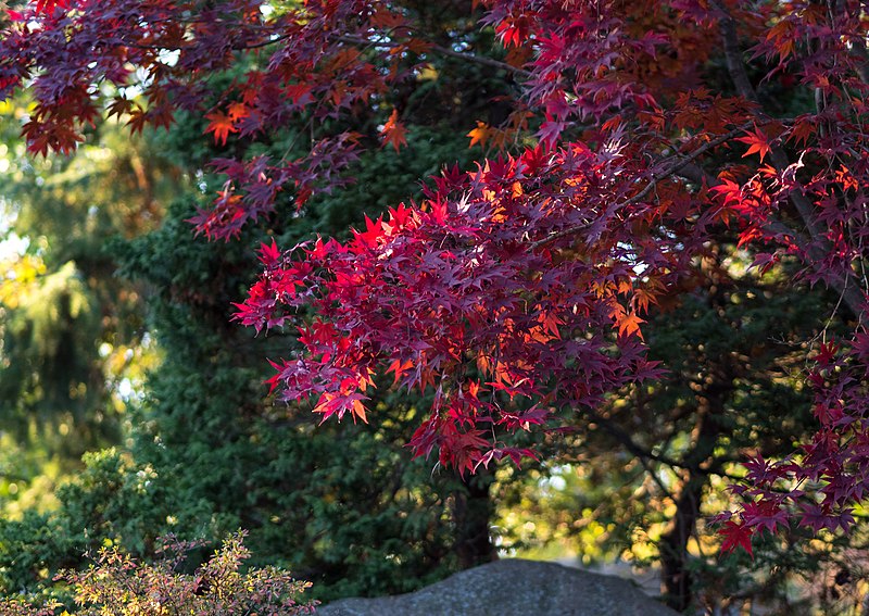 File:BBG foliage (00912).jpg