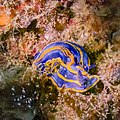 * Nomination Nudibranch (Felimare bilineata), Arrábida Natural Park, Portugal --Poco a poco 07:23, 10 July 2022 (UTC) * Promotion  Support Good quality. --Tournasol7 08:16, 10 July 2022 (UTC)