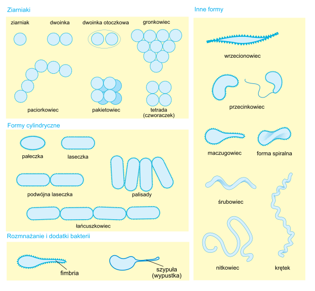 File:Bacterial morphology diagram-pl.svg