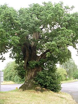 Baginton oak tree july06.JPG