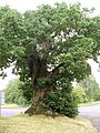 The Baginton oak in summer