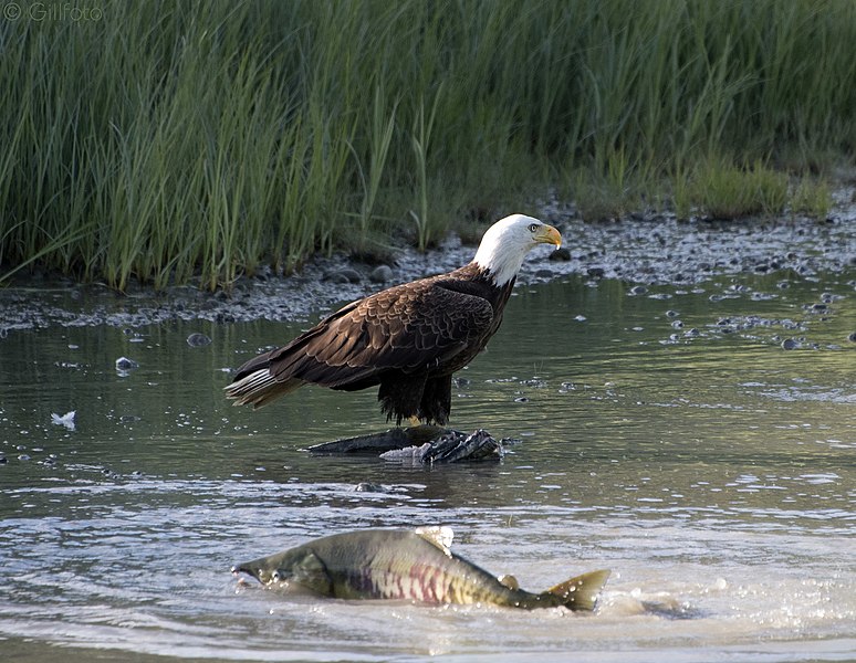 File:Bald Eagle with Chum Salmon up the creek (41628812690).jpg