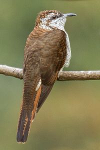 Banded Bay Cuckoo (Cacomantis sonneratii).jpg