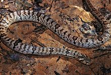Полосатая змея кукри (Oligodon fasciolatus) (7783162238) .jpg