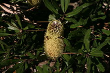 Honeybees visiting an inflorescence partway through anthesis Banksia oblongifolia Stanwelltops2.jpg