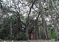 Banyánfa, India nemzeti fája