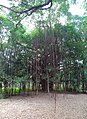 Banyan Tree in Gaia, Auroville
