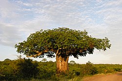 Baobab (2355715462).jpg
