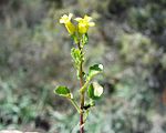 Barbaraea verna 18032004 3.jpg