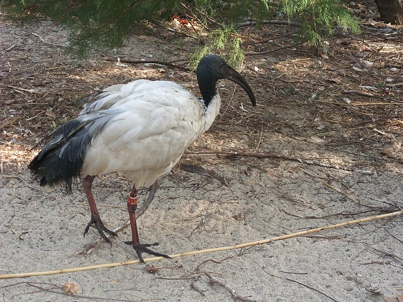 File:Barcelona-Zoo-Ibis sagrado (Threskiornis aethiopicus).jpg