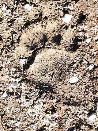 <span class="mw-page-title-main">Bears in Anchorage</span> Grizzly bears and black bears