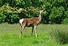 Bedfords Park Deer