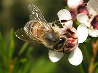 Bee on Geraldton Wax Flower.JPG