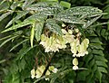 Begonia albopicta 02.jpg