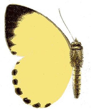 <i>Belenois solilucis</i> Species of butterfly