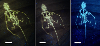 Holotype BSP-1993-XVIII-2 lit under multiple UV wavelengths Bellubrunnus UV.png