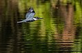 * Nomination Belted Kingfisher (Megaceryle alcyon) over the pond near the Audubon Center in Prospect Park, Brooklyn (by User:Hsansom) --Rhododendrites 21:11, 24 December 2022 (UTC) * Promotion nice --Pudelek 21:50, 24 December 2022 (UTC)