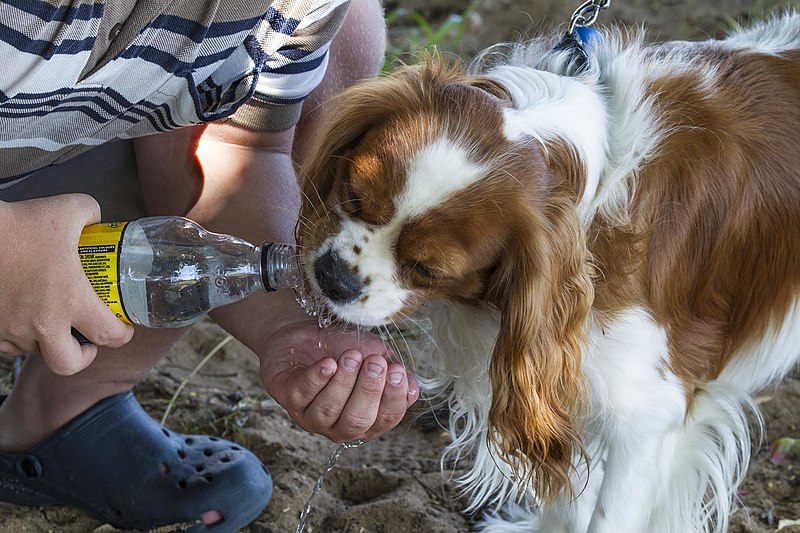 File:Ben gives TOM some water on a hot day-1 (26031555436).jpg