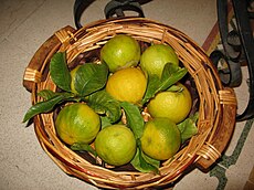 Bergamotti (Bergamot fruits).jpg