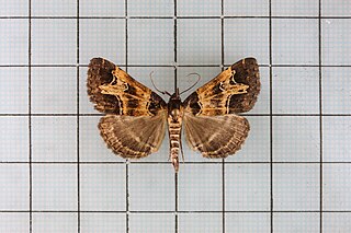 <i>Bertula bidentata</i> Species of moth