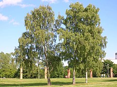 Kleurenfoto van een groep bomen met licht gebladerte en zilverachtige stam.