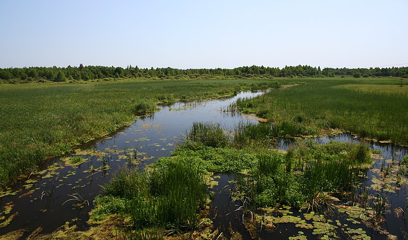 File:Biebrza Lipsk 17.07.2009 p.jpg