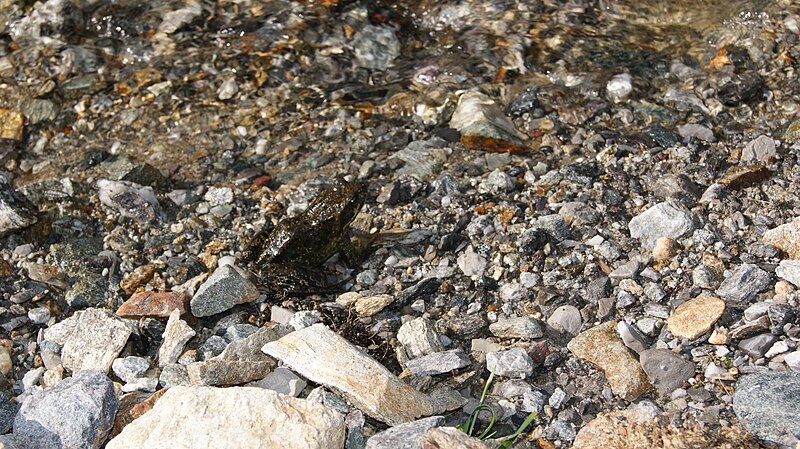 File:Bieltal-Frog-Frosch (Rana temporaria).jpg