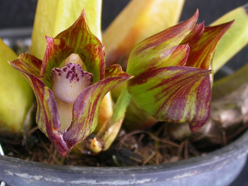 File:Bifrenaria tetragona 2.jpg