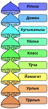 Биологий классификацийыште тӱҥ ранг-влак.