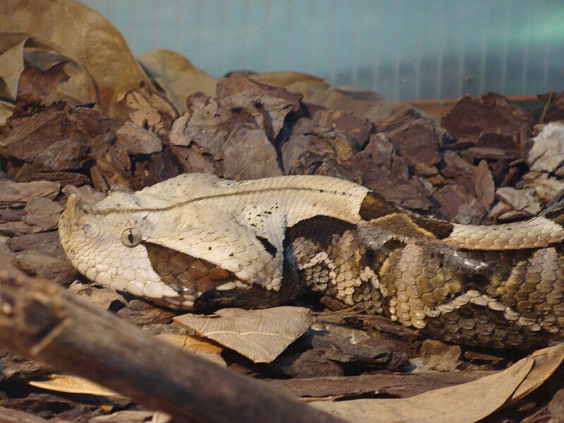 File:Bitis gabonica.001 - Zoo Aquarium de Madrid.JPG