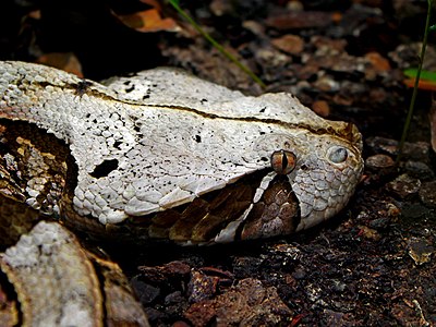 Head of a Gaboon viper, Bitis gabonica