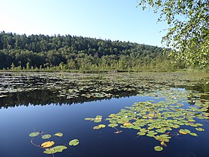 Björndammens SW del den 15 augusti 2020.