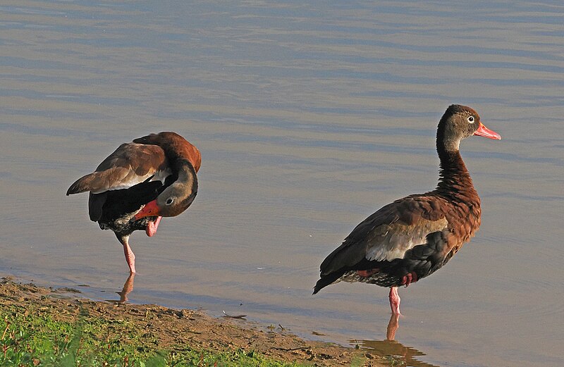 File:Black-bellied Whistling Duck - Dendrocygna autumnalis, Clayton, Delaware, October 9, 2023 (53497263735).jpg