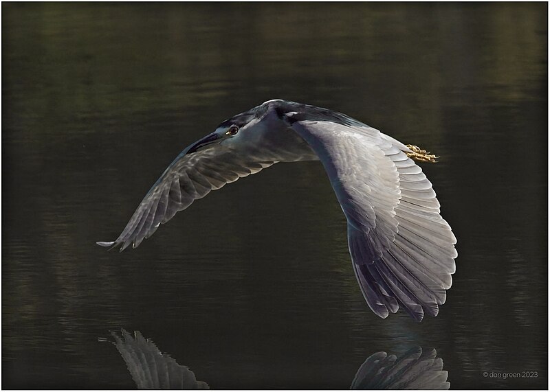 File:Black-crowned Night Heron (53260649476).jpg