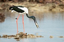 Black-necked Stork 2 - Nightcliff.jpg